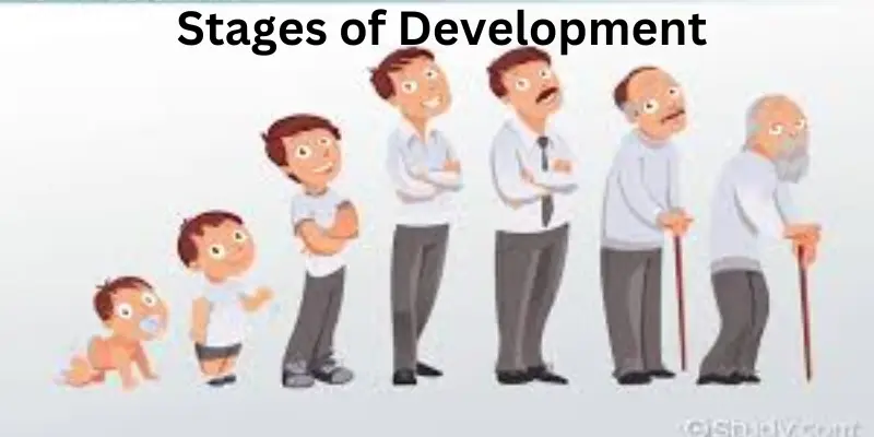 Stages of developments