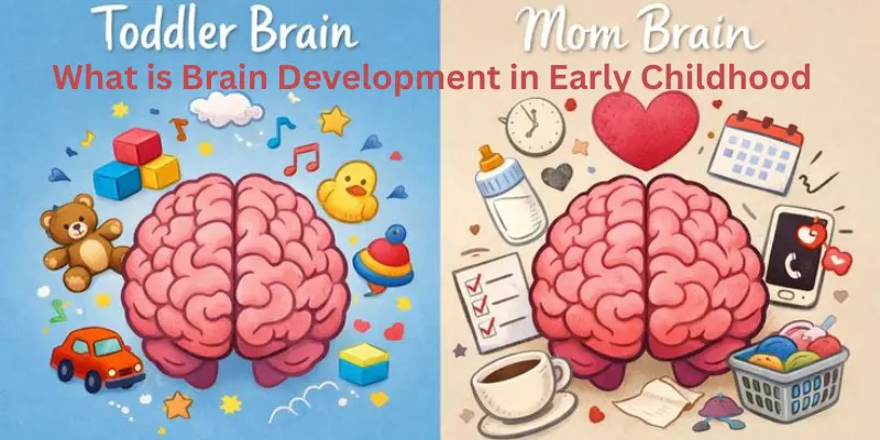 what is brain development in early childhood brains