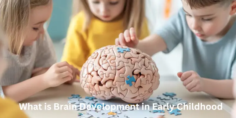 What is brain development in early childhood